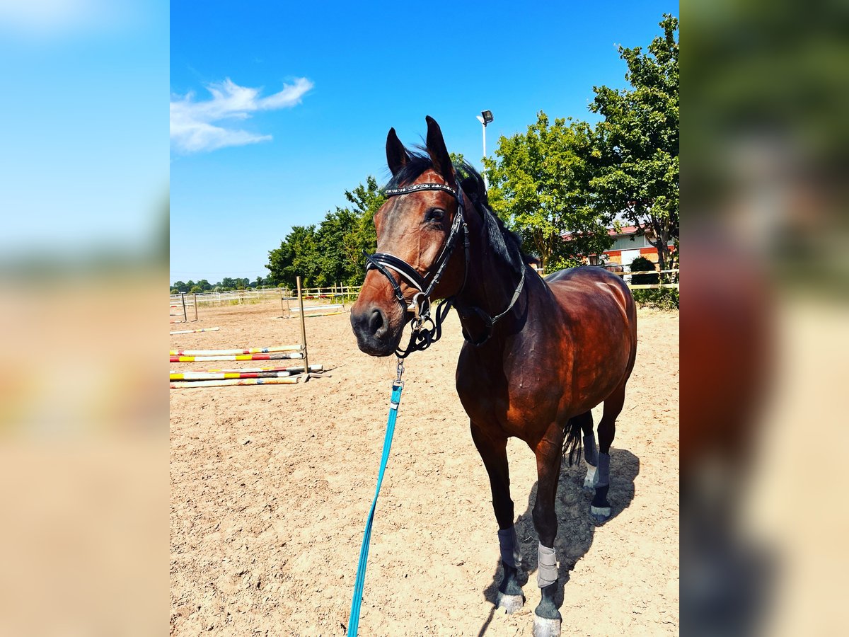 Hannoveraner Stute 14 Jahre 168 cm Brauner in Griesheim