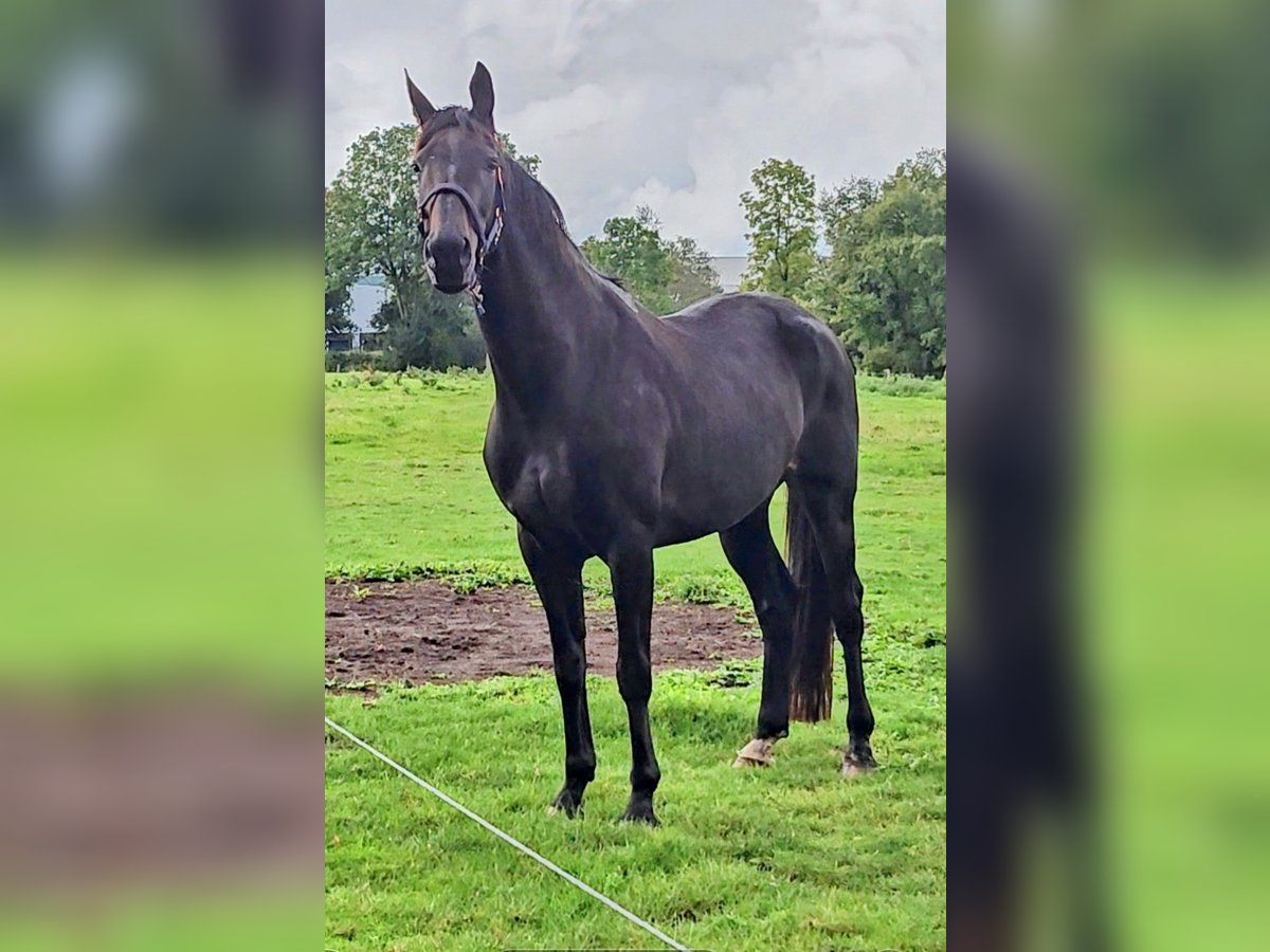 Hannoveraner Stute 14 Jahre 168 cm Brauner in Moormerland