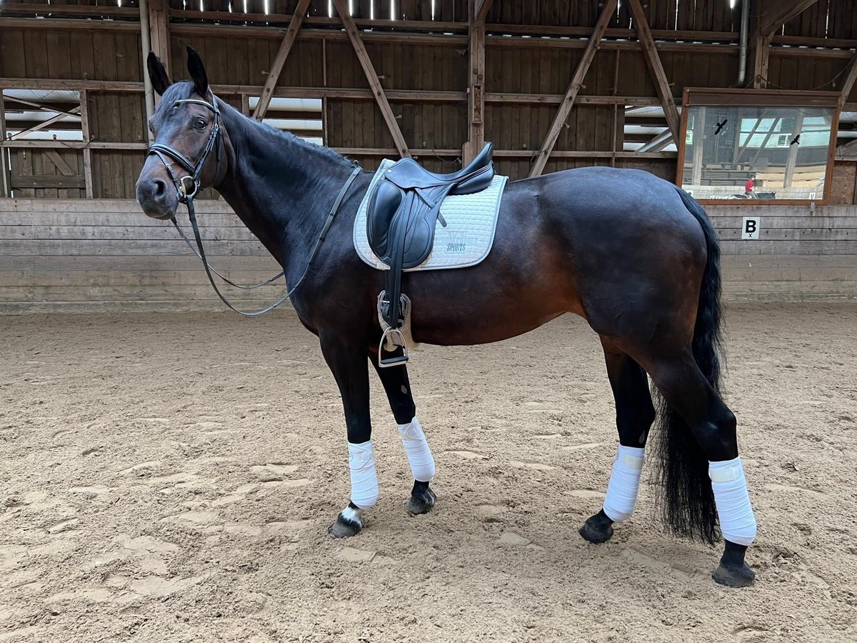 Hannoveraner Stute 14 Jahre 168 cm Dunkelbrauner in Barenburg