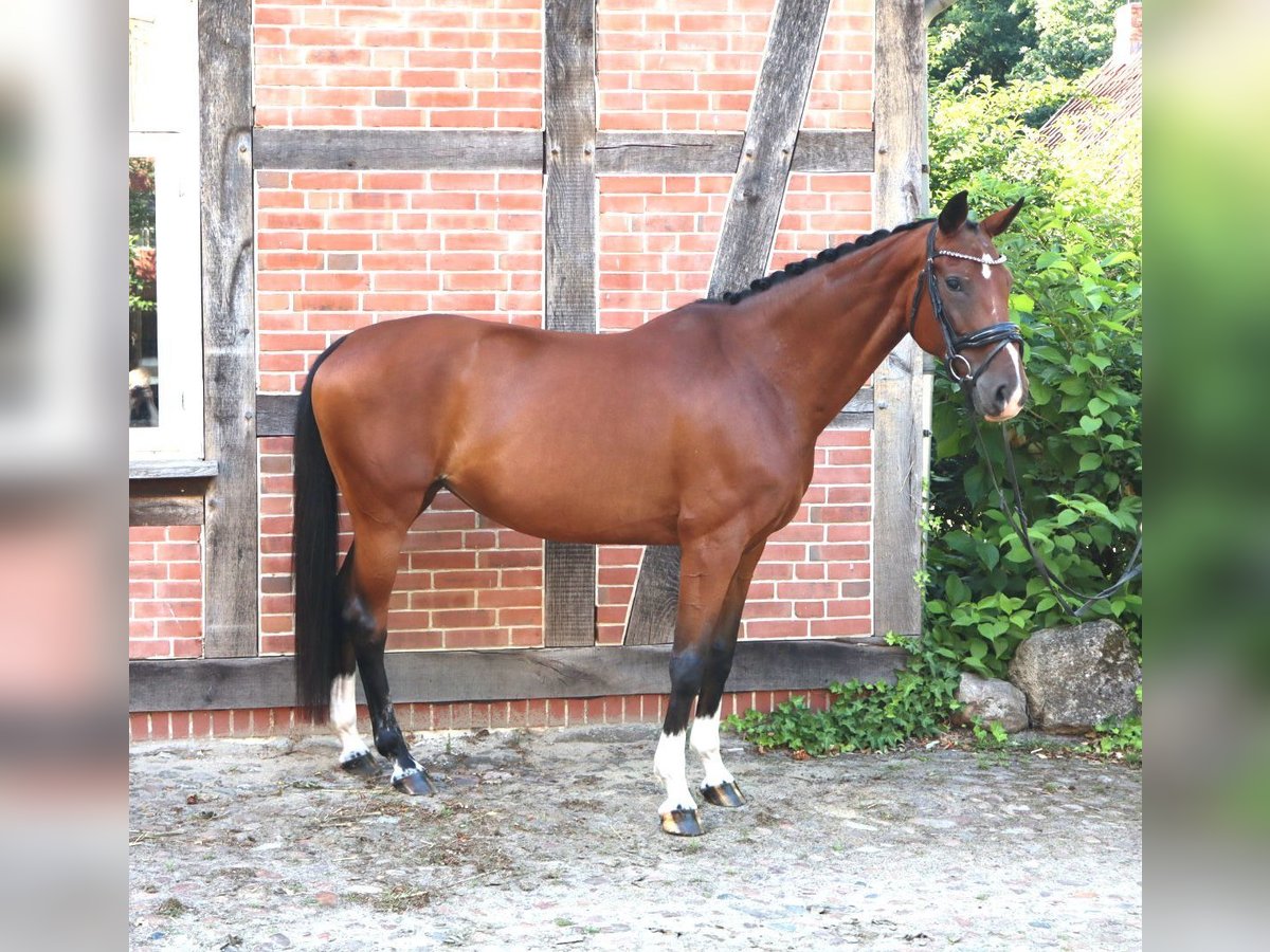 Hannoveraner Stute 14 Jahre 169 cm Brauner in Bomlitz