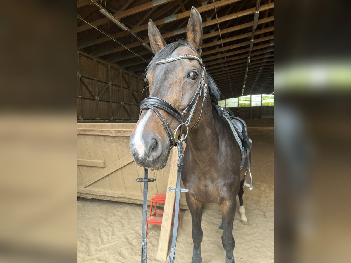 Hannoveraner Stute 14 Jahre 169 cm Brauner in Kalbe (Milde)