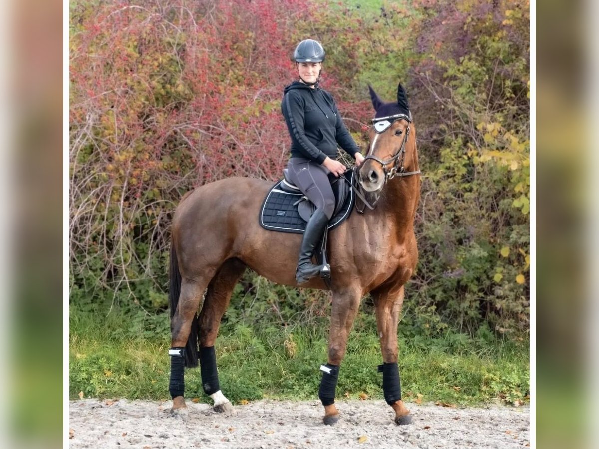 Hannoveraner Stute 14 Jahre 170 cm Dunkelfuchs in Nesselröden