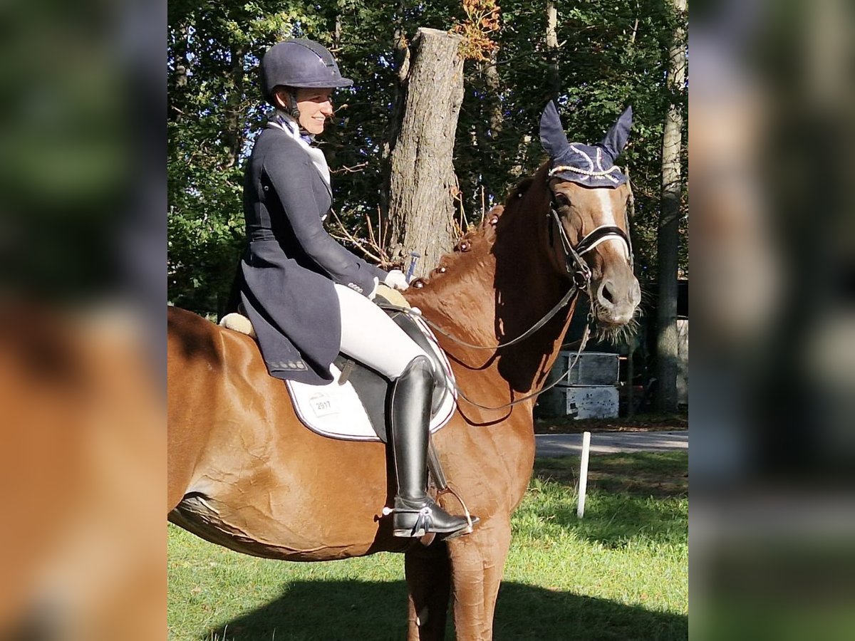 Hannoveraner Stute 14 Jahre 172 cm Fuchs in Langenrohr