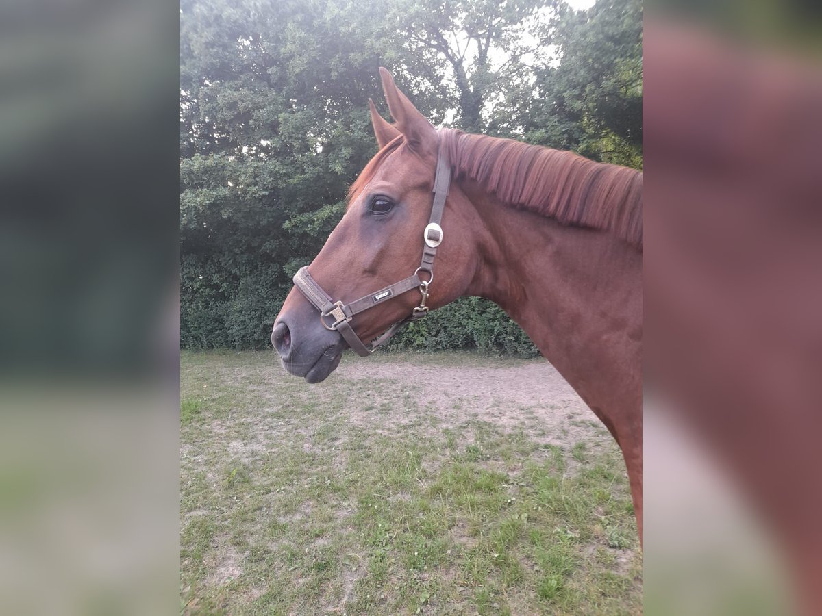 Hannoveraner Stute 14 Jahre 175 cm Dunkelfuchs in Eichelsachsen