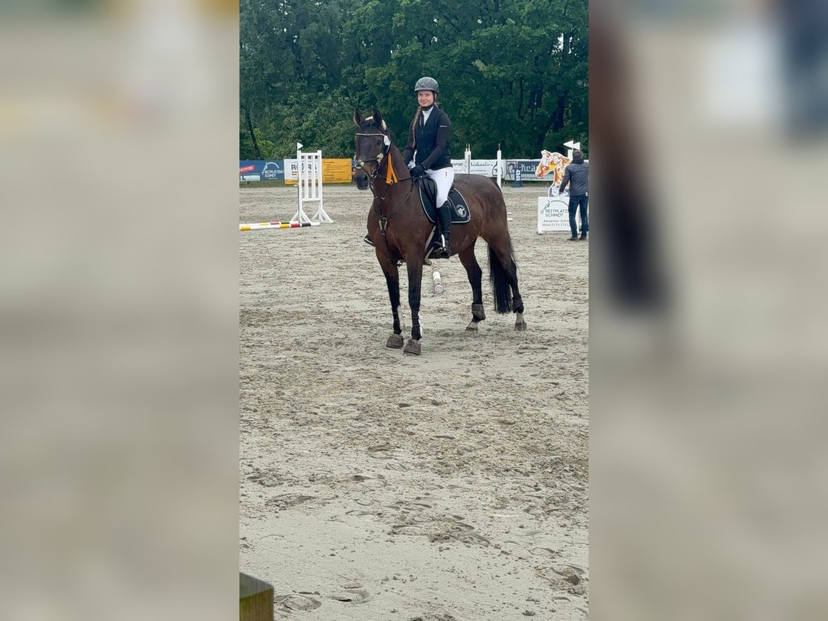 Hannoveraner Stute 15 Jahre 162 cm Brauner in Winsen (Aller)