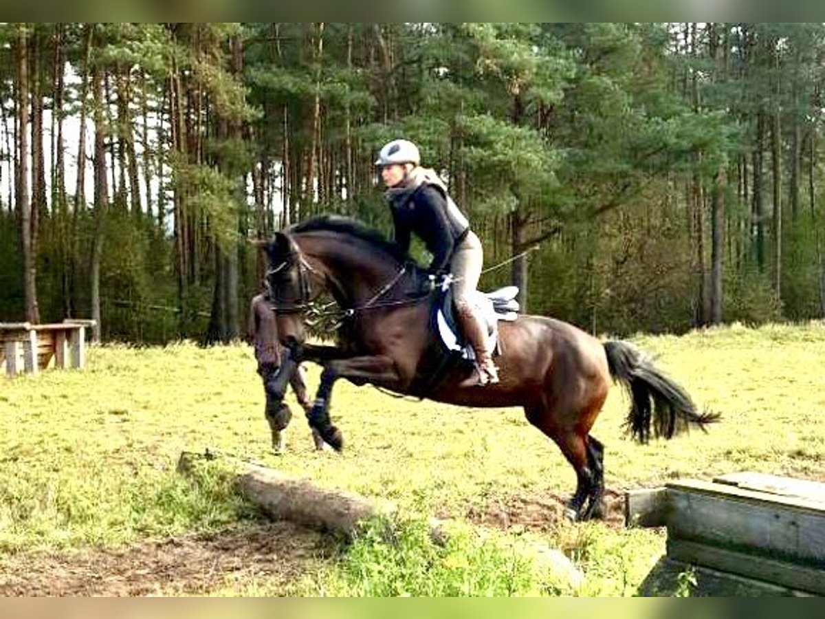 Hannoveraner Stute 15 Jahre 163 cm Brauner in Heiligenmoschel