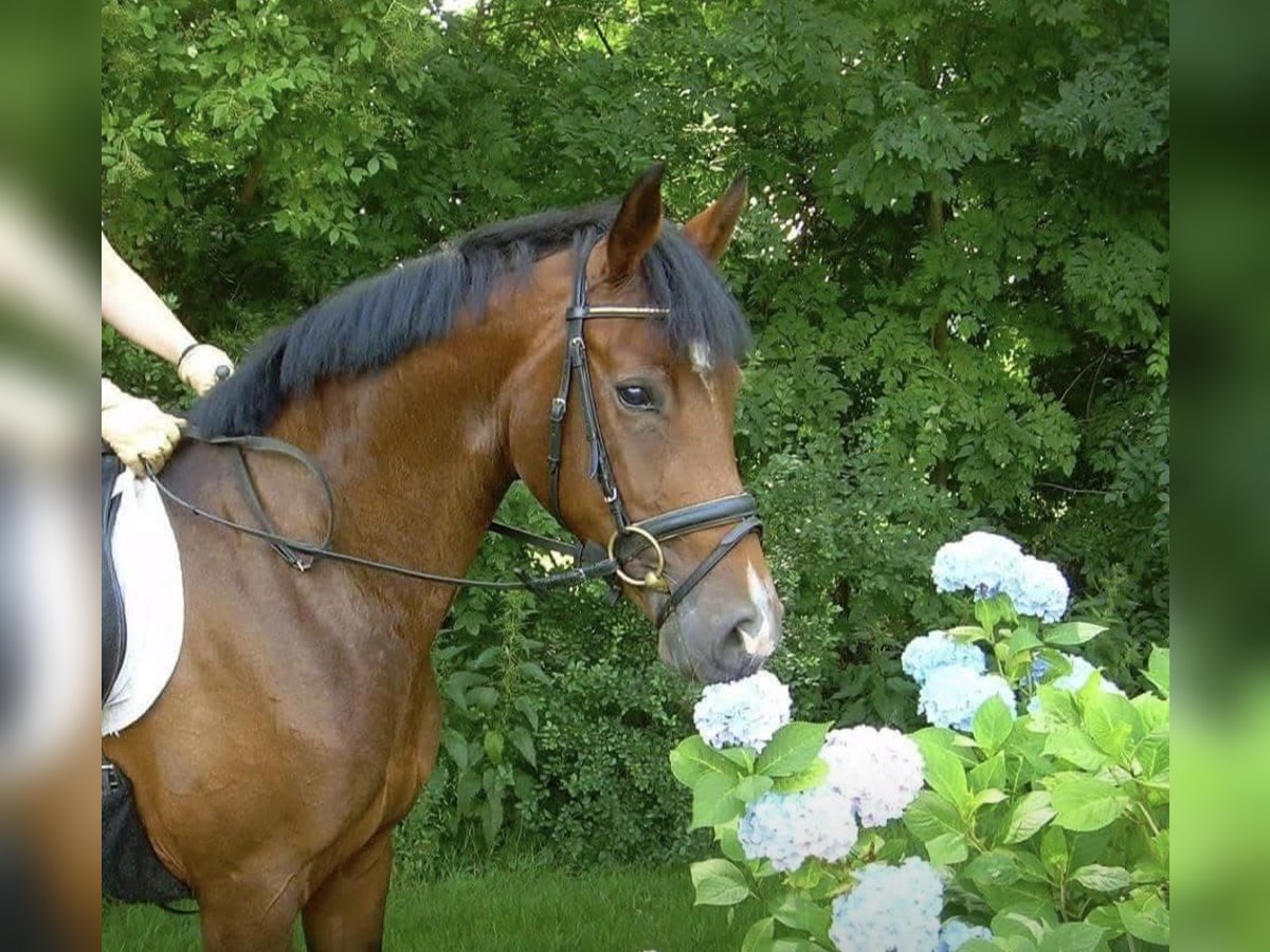 Hannoveraner Stute 15 Jahre 163 cm Dunkelbrauner in Heidenheim an der Brenz