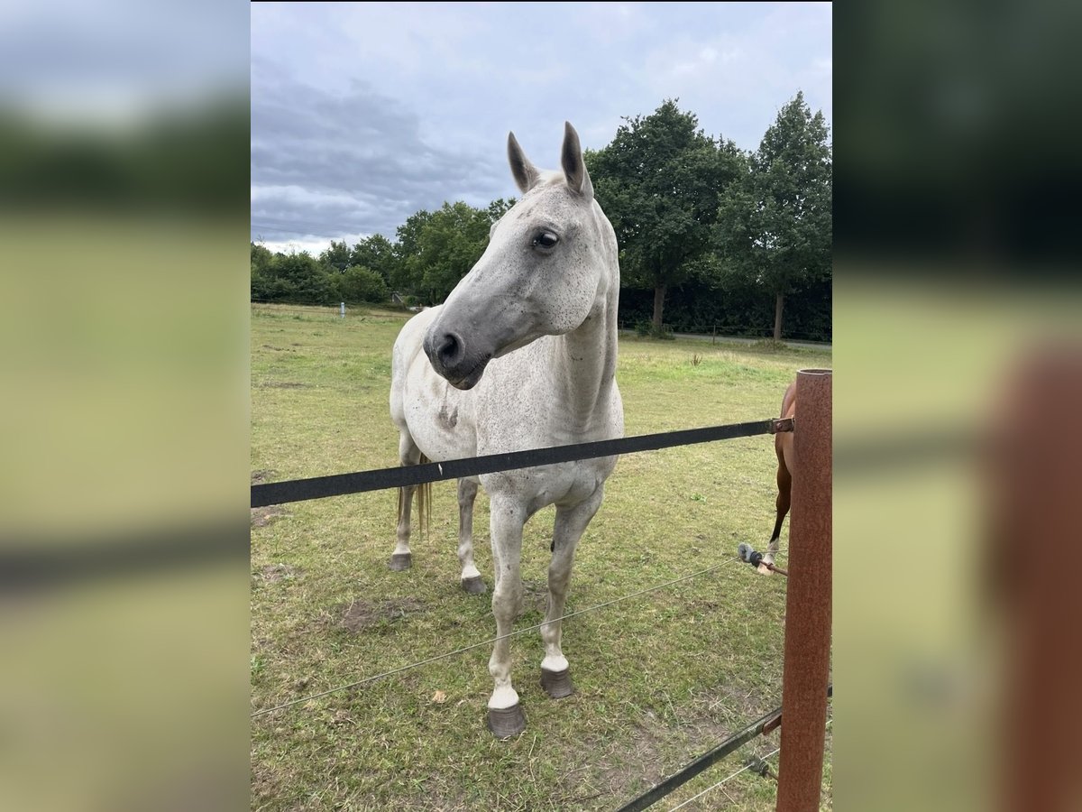 Hannoveraner Stute 15 Jahre 164 cm Schimmel in Haren