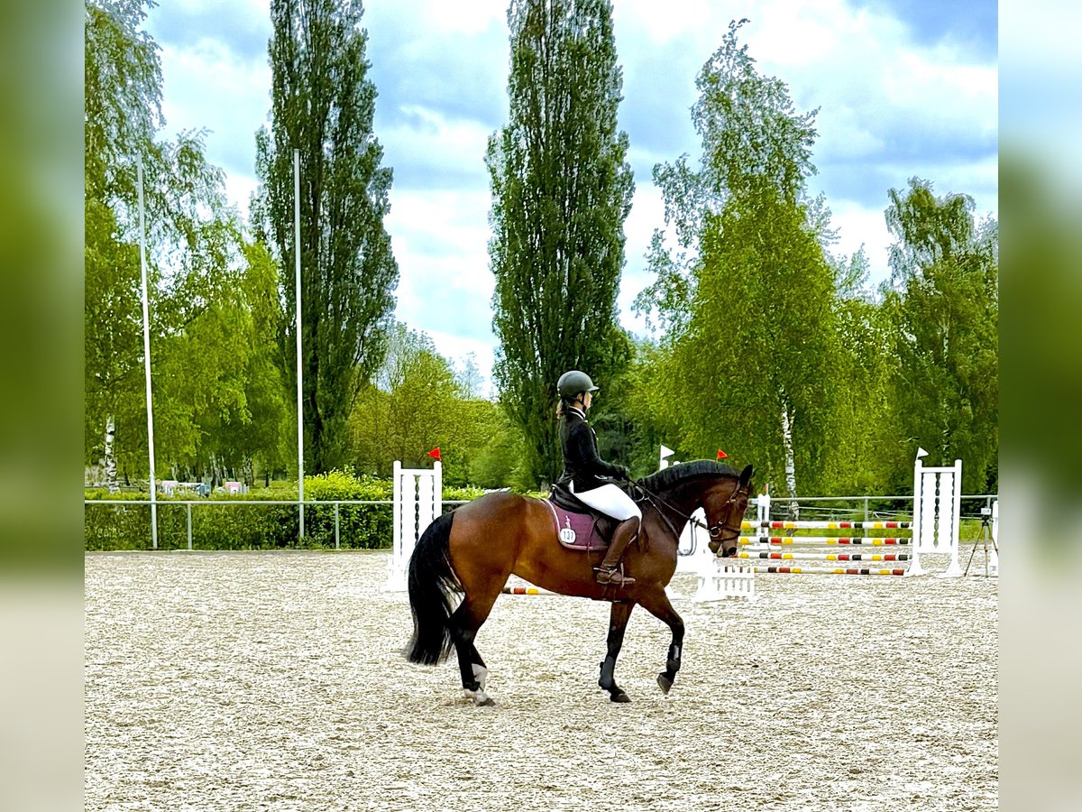 Hannoveraner Stute 15 Jahre 165 cm Brauner in Ansbach