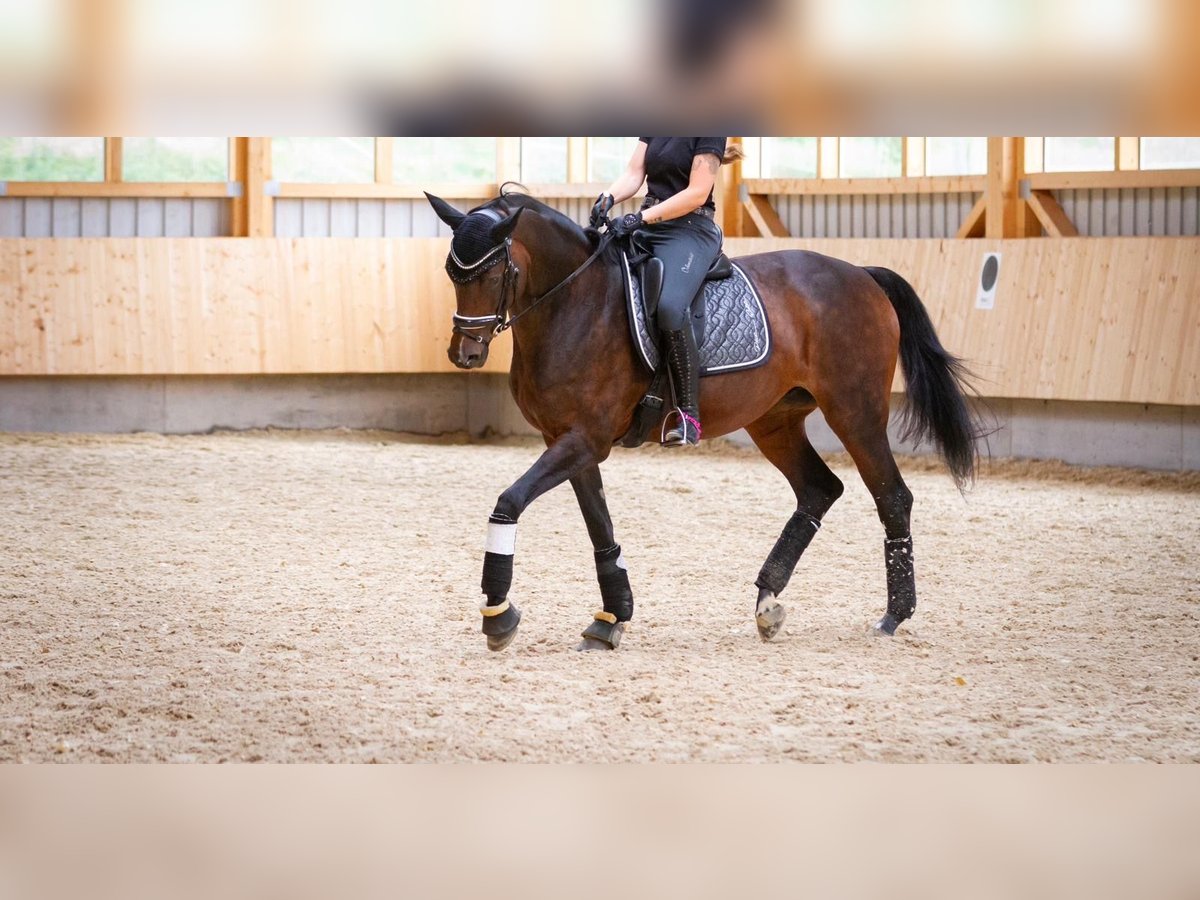 Hannoveraner Stute 15 Jahre 170 cm Brauner in T&#xFC;bingen
