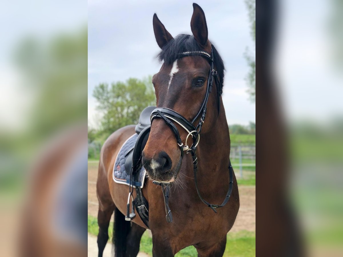 Hannoveraner Stute 15 Jahre 170 cm Dunkelbrauner in Quickborn