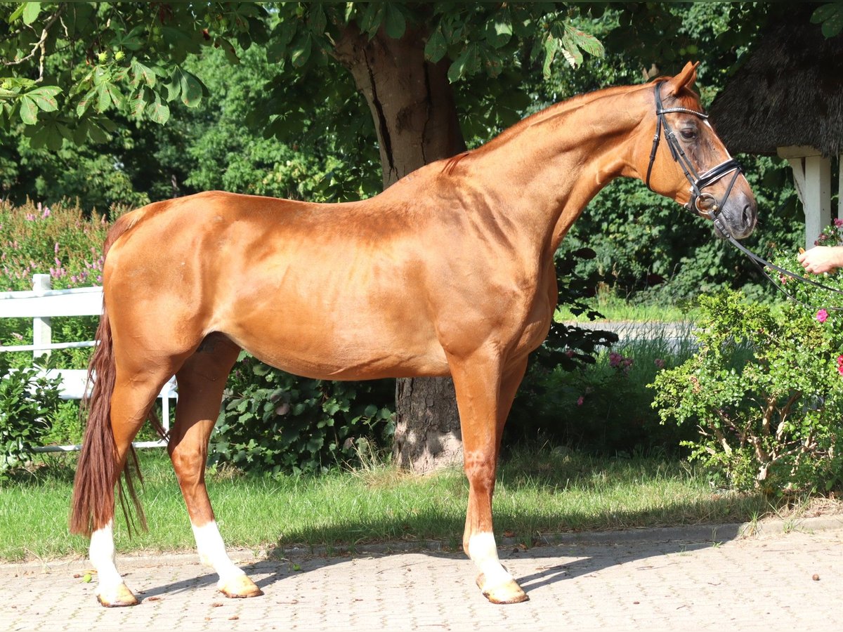 Hannoveraner Stute 15 Jahre 170 cm Fuchs in Selsingen