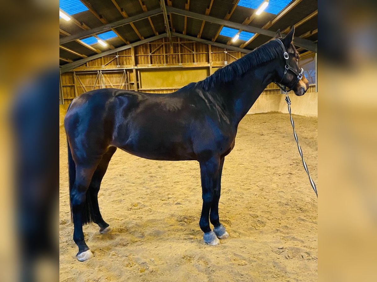 Hannoveraner Stute 15 Jahre 173 cm Dunkelbrauner in Fronreute