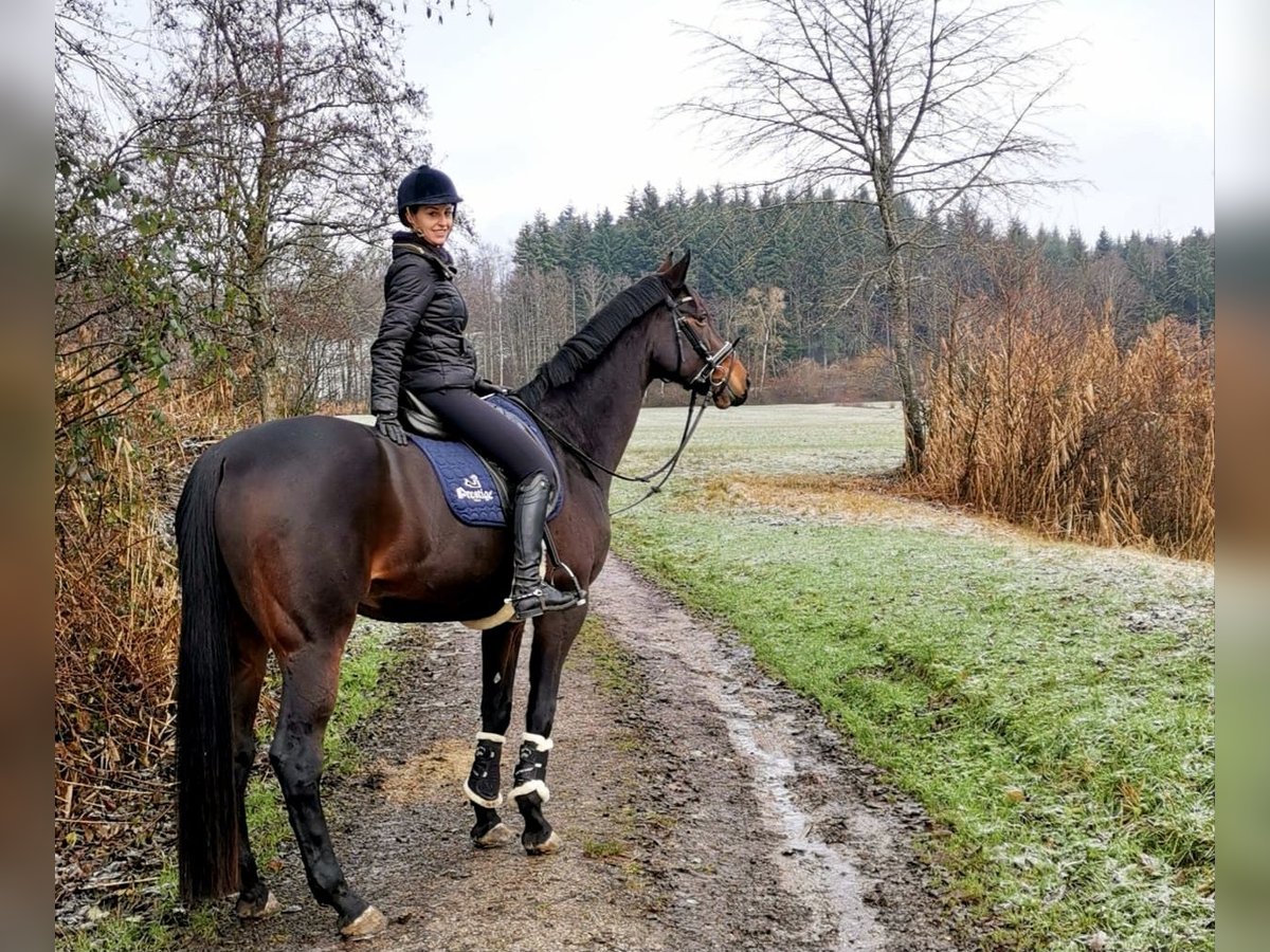 Hannoveraner Stute 15 Jahre 174 cm Dunkelbrauner in Fronreute