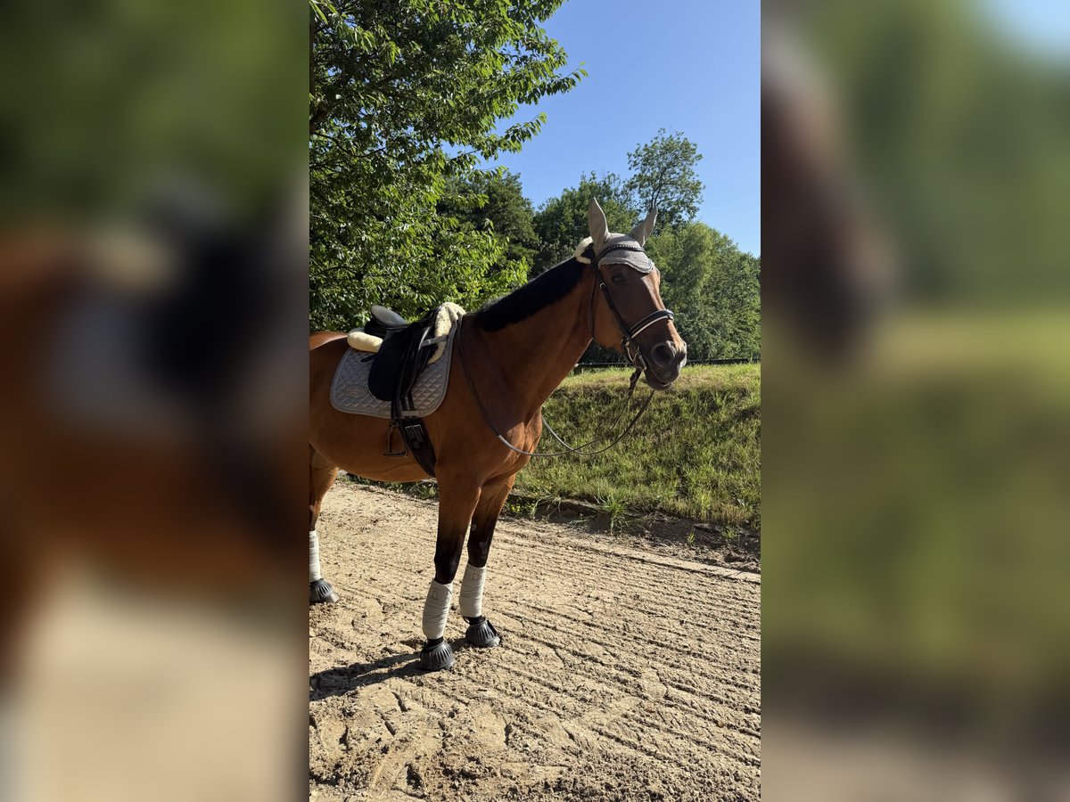 Hannoveraner Stute 15 Jahre 180 cm Brauner in Erkrath