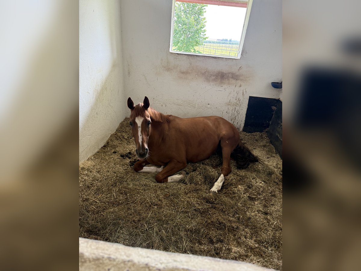 Hannoveraner Stute 16 Jahre 160 cm Dunkelfuchs in FriedrichshafenFriedrichshafen