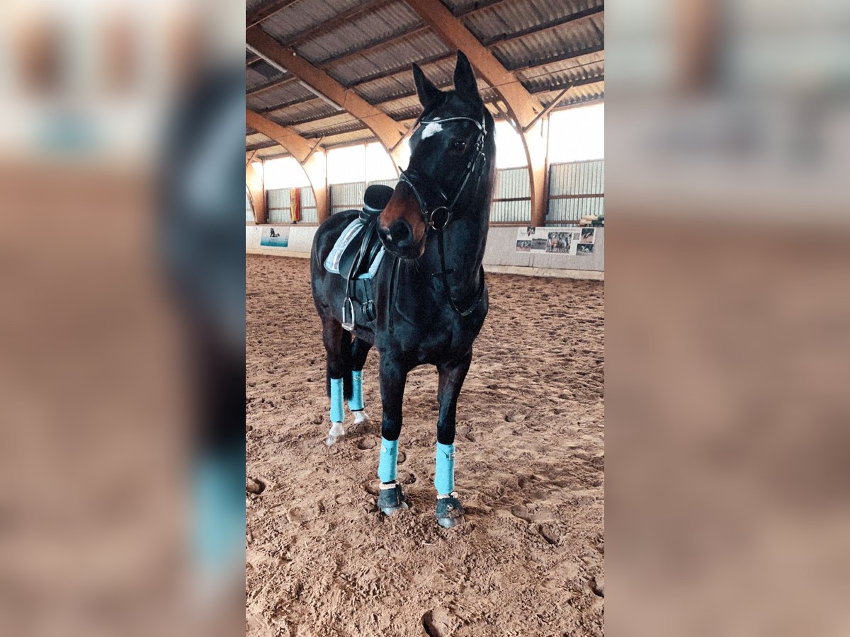 Hannoveraner Stute 16 Jahre 165 cm Brauner in Bremerv&#xF6;rde