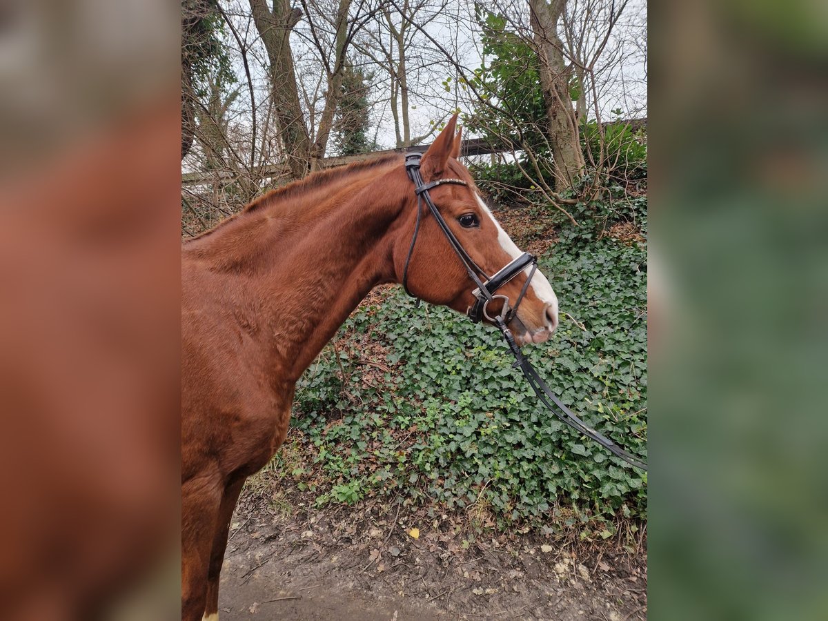 Hannoveraner Stute 16 Jahre 165 cm Fuchs in Oberhausen