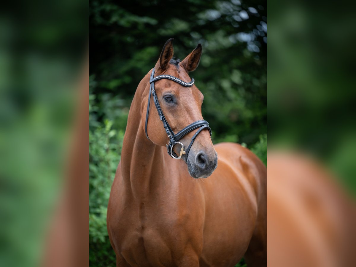 Hannoveraner Stute 16 Jahre 166 cm Brauner in Merzen