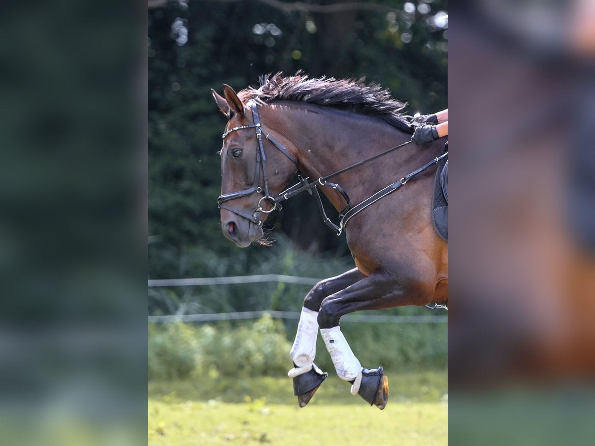 Hannoveraner Stute 16 Jahre 167 cm Brauner in Wasbüttel