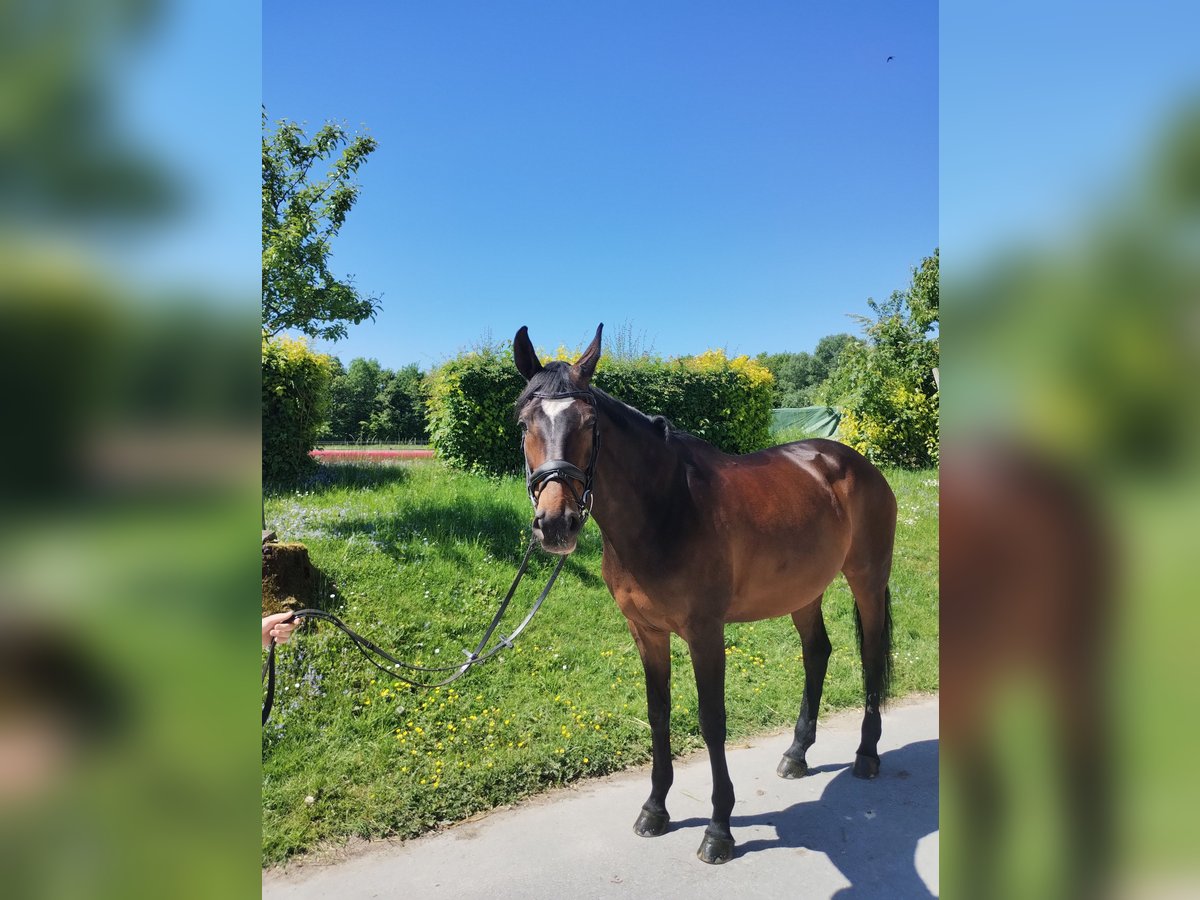 Hannoveraner Stute 16 Jahre 168 cm Dunkelbrauner in Wuppertal