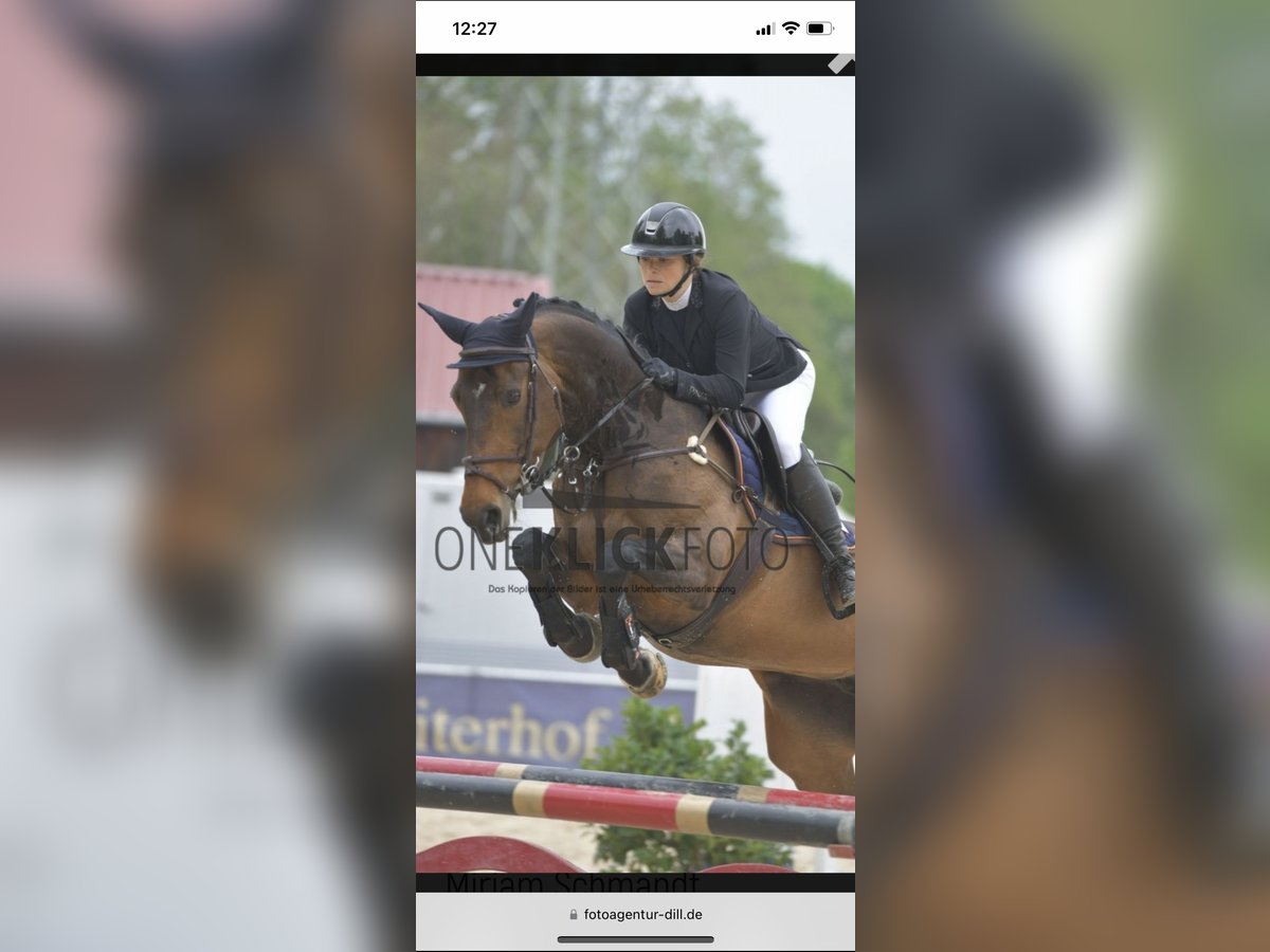 Hannoveraner Stute 16 Jahre 170 cm Dunkelbrauner in M&#xFC;nzenberg
