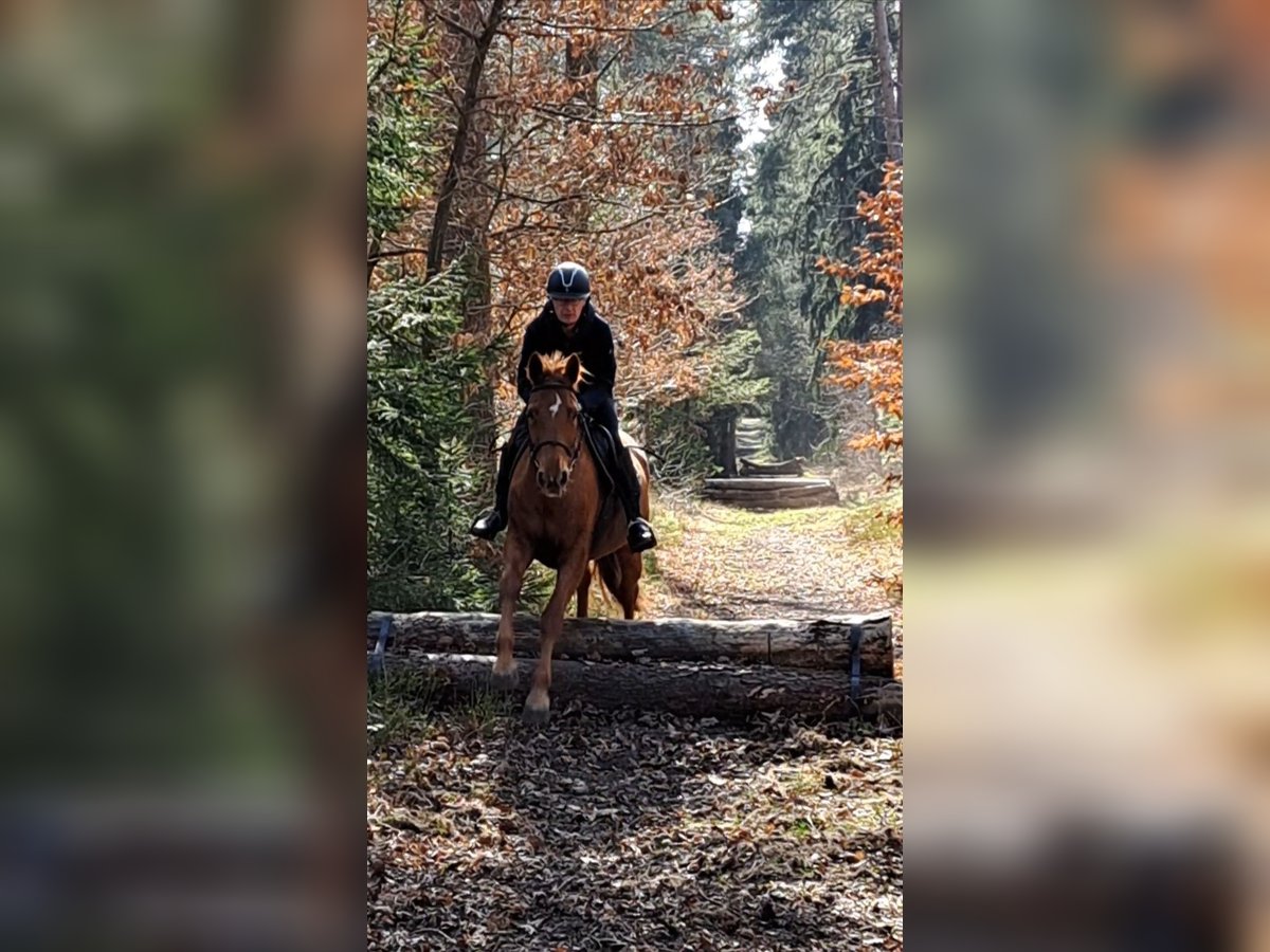 Hannoveraner Stute 16 Jahre 172 cm Fuchs in Dachtmissen