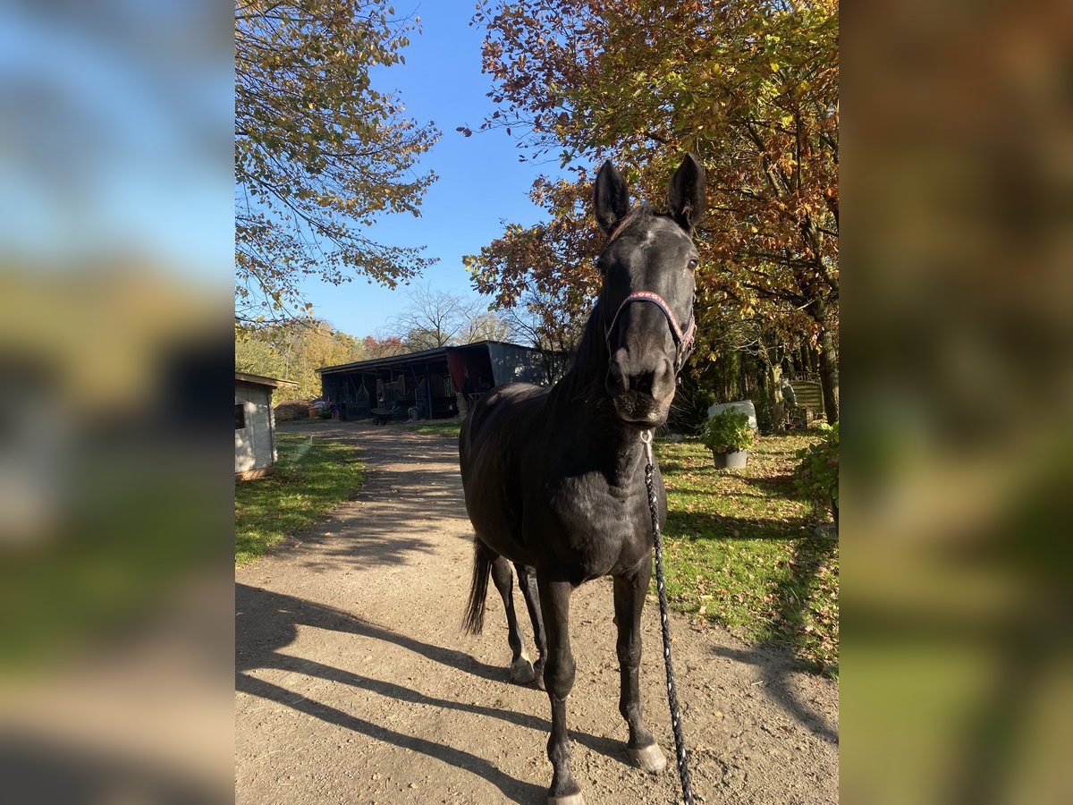 Hannoveraner Stute 16 Jahre 173 cm Brauner in Kisdorf