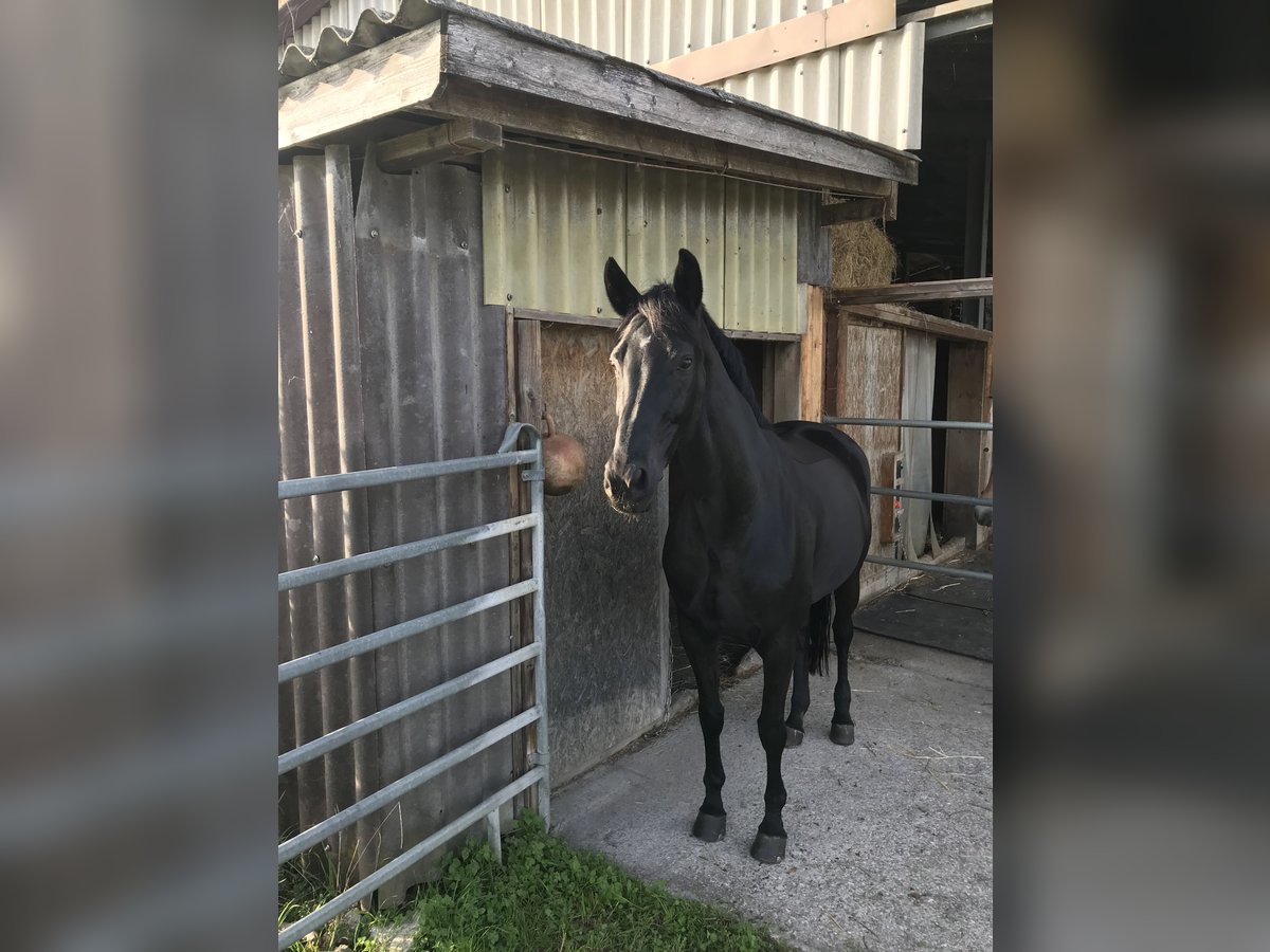 Hannoveraner Stute 16 Jahre 174 cm Rappe in Rebstein