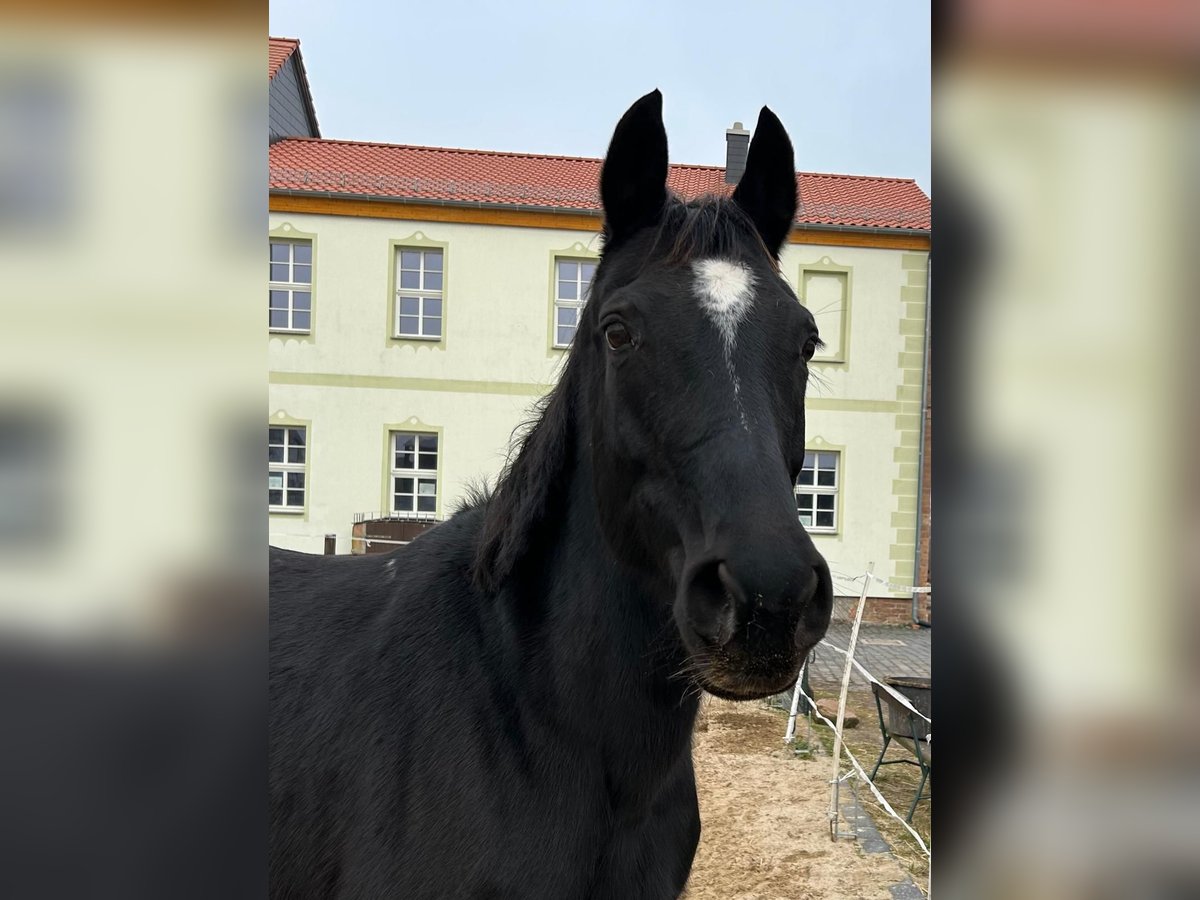 Hannoveraner Stute 17 Jahre 164 cm Rappe in M&#xF6;llendorfMansfeld