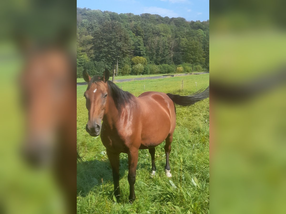 Hannoveraner Stute 17 Jahre 166 cm Brauner in Schotten