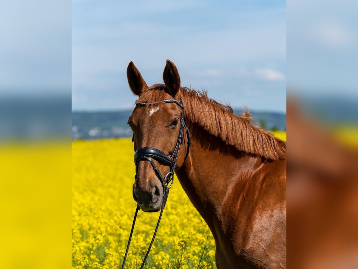 Hannoveraner Stute 17 Jahre 168 cm Fuchs in Plankstadt