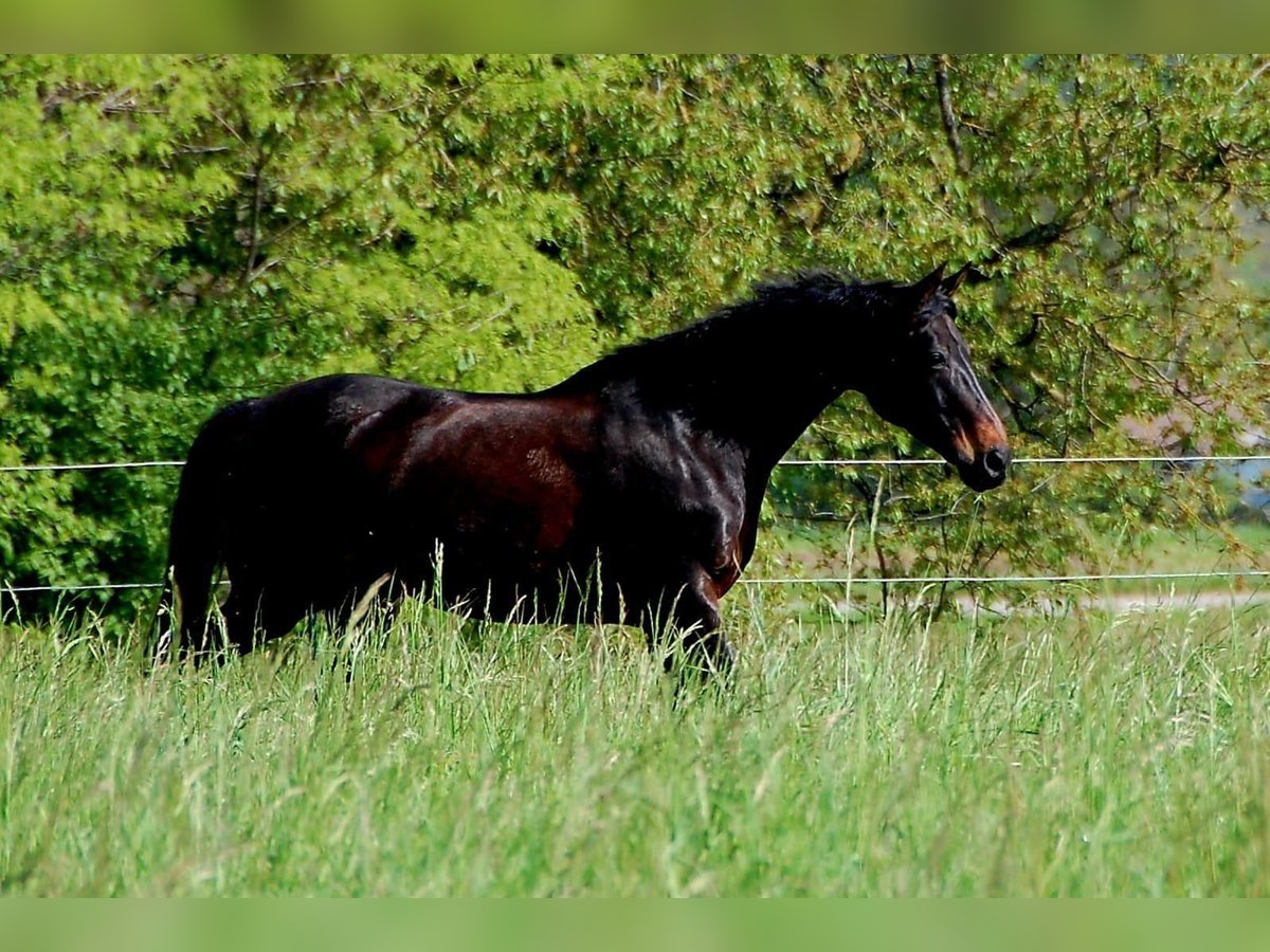 Hannoveraner Stute 17 Jahre 169 cm Rappe in Grenzach-Wyhlen
