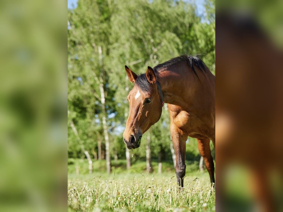 Hannoveraner Stute 17 Jahre 170 cm Brauner in Hannover
