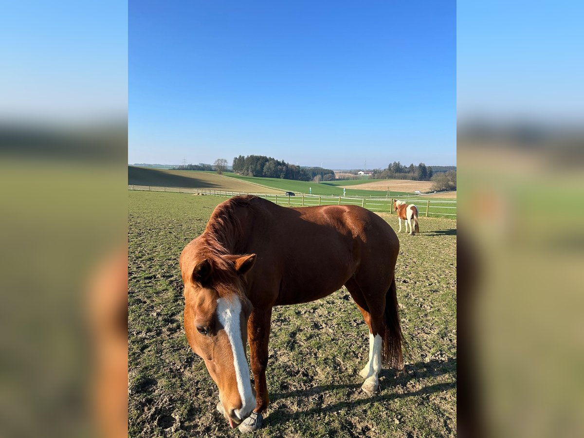 Hannoveraner Stute 17 Jahre 170 cm Fuchs in Markt Indersdorf