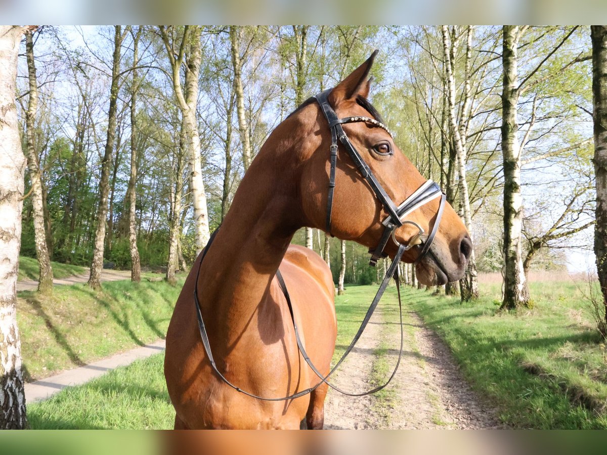 Hannoveraner Stute 17 Jahre 173 cm Brauner in Stuttgart