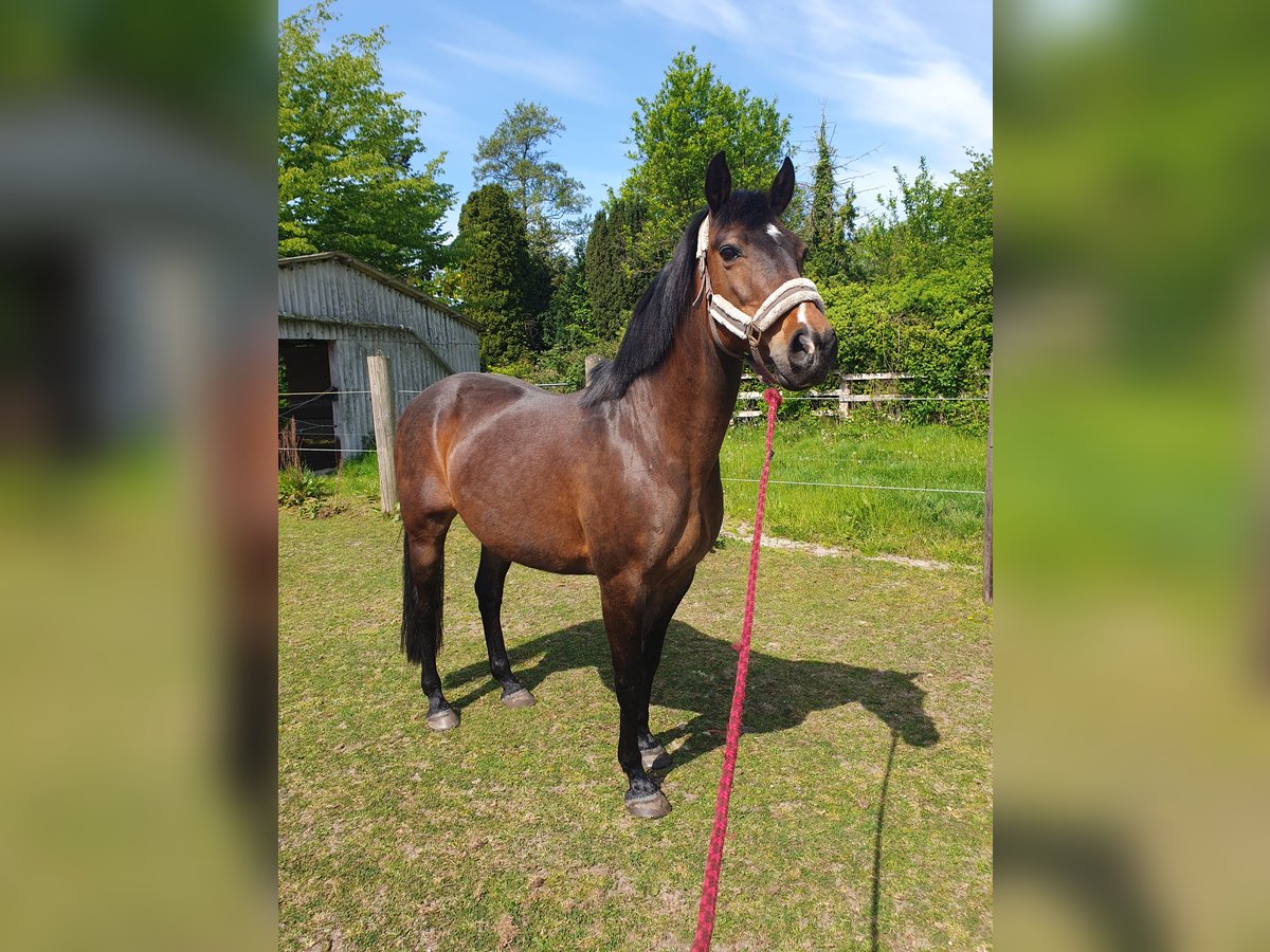 Hannoveraner Mix Stute 18 Jahre 156 cm Dunkelbrauner in Loxstedt