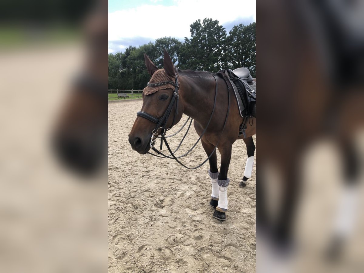 Hannoveraner Stute 18 Jahre 164 cm Brauner in eyendorf