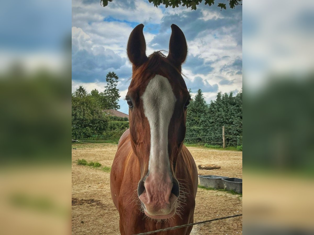Hannoveraner Stute 18 Jahre 164 cm Fuchs in Weitenhagen