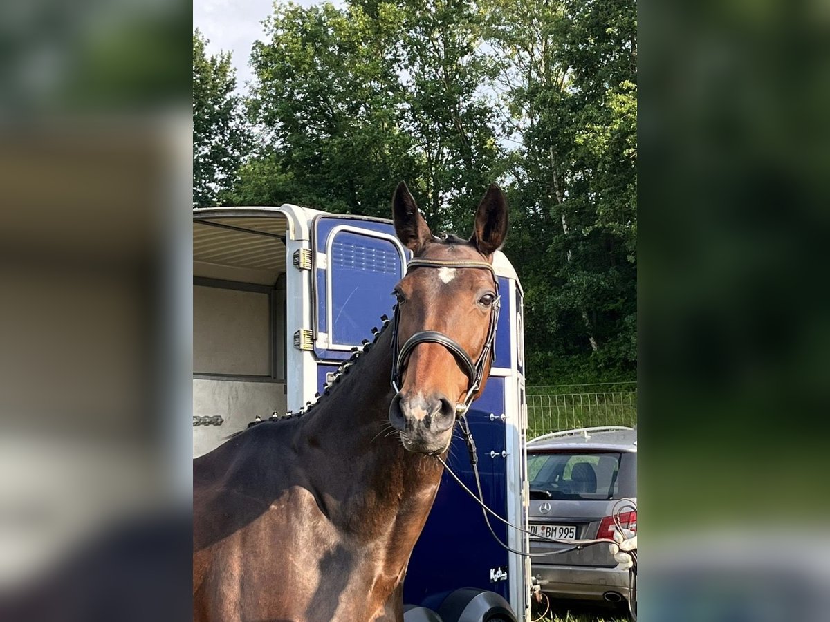 Hannoveraner Stute 18 Jahre 165 cm Brauner in Aulosen