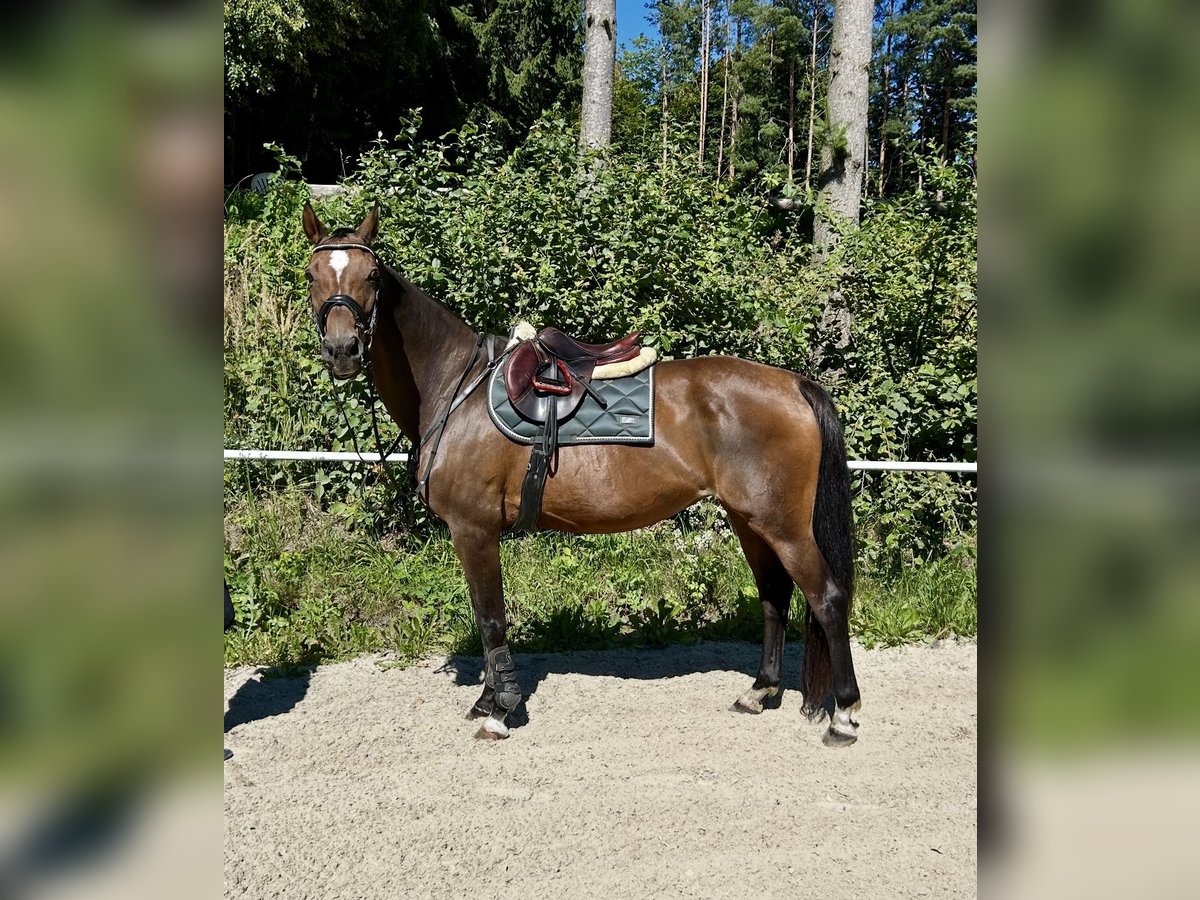 Hannoveraner Stute 18 Jahre 167 cm Dunkelbrauner in Pelmberg