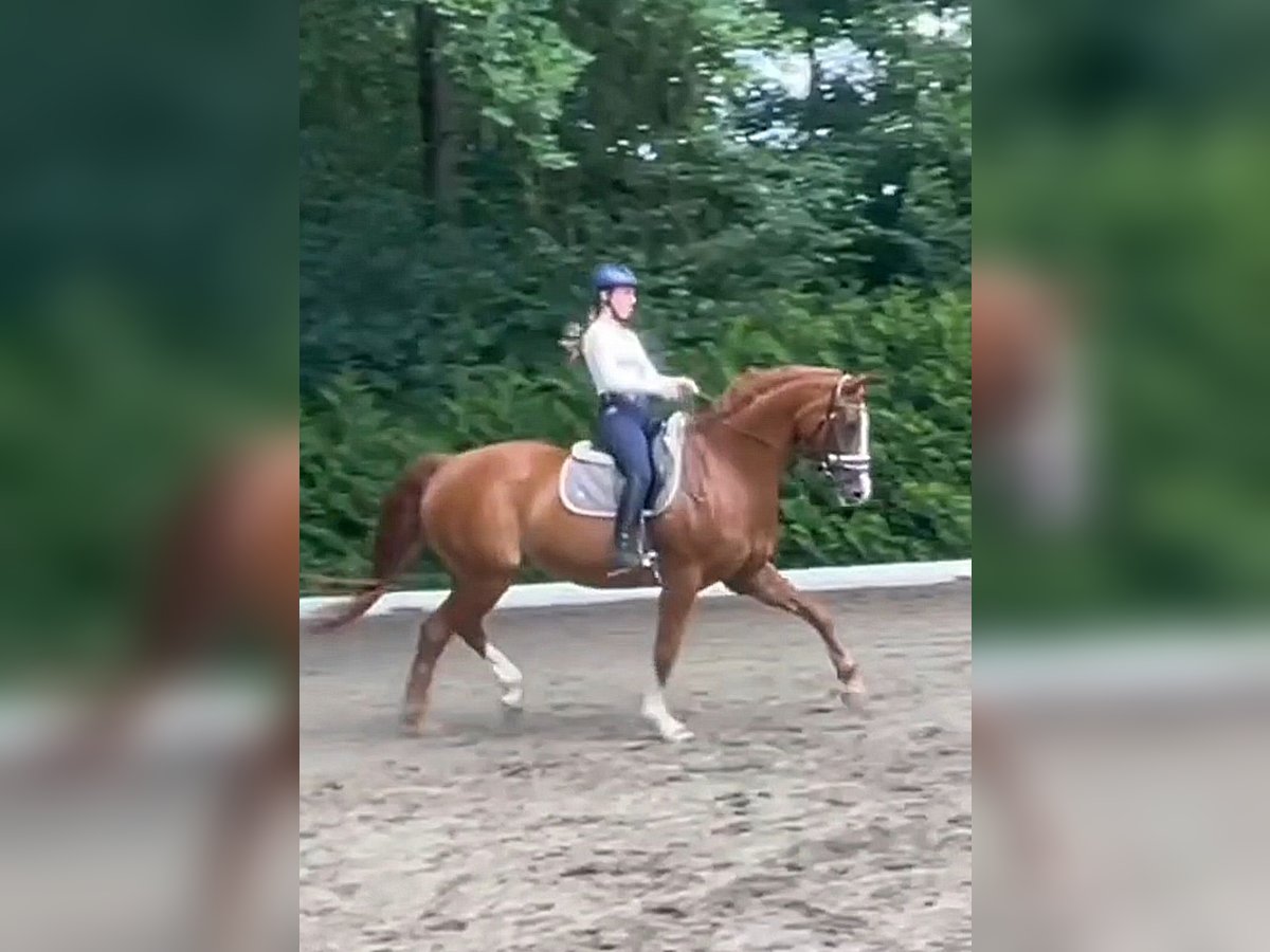 Hannoveraner Stute 19 Jahre 165 cm Fuchs in Walsrode