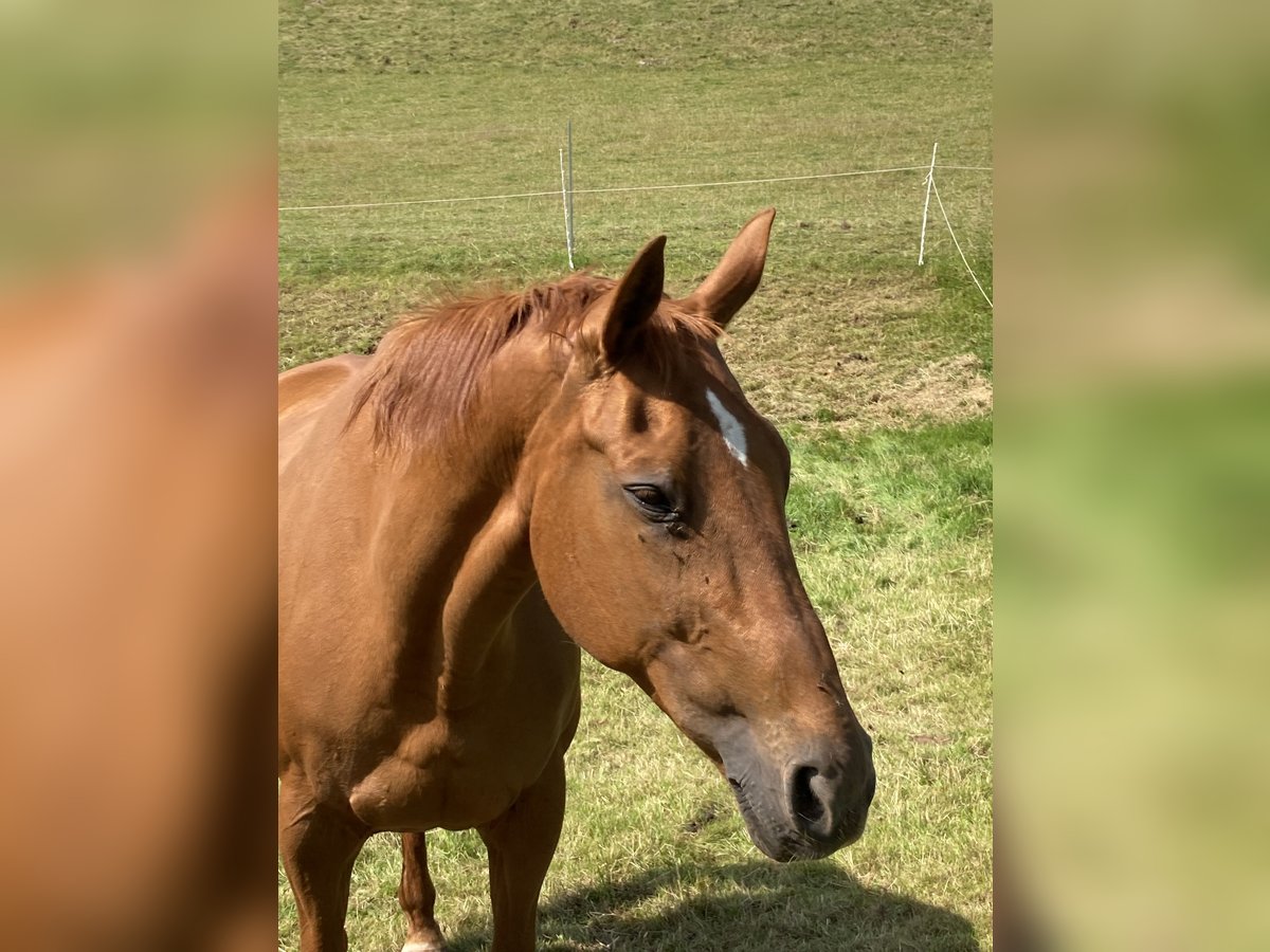 Hannoveraner Stute 19 Jahre 168 cm Fuchs in Marsberg
