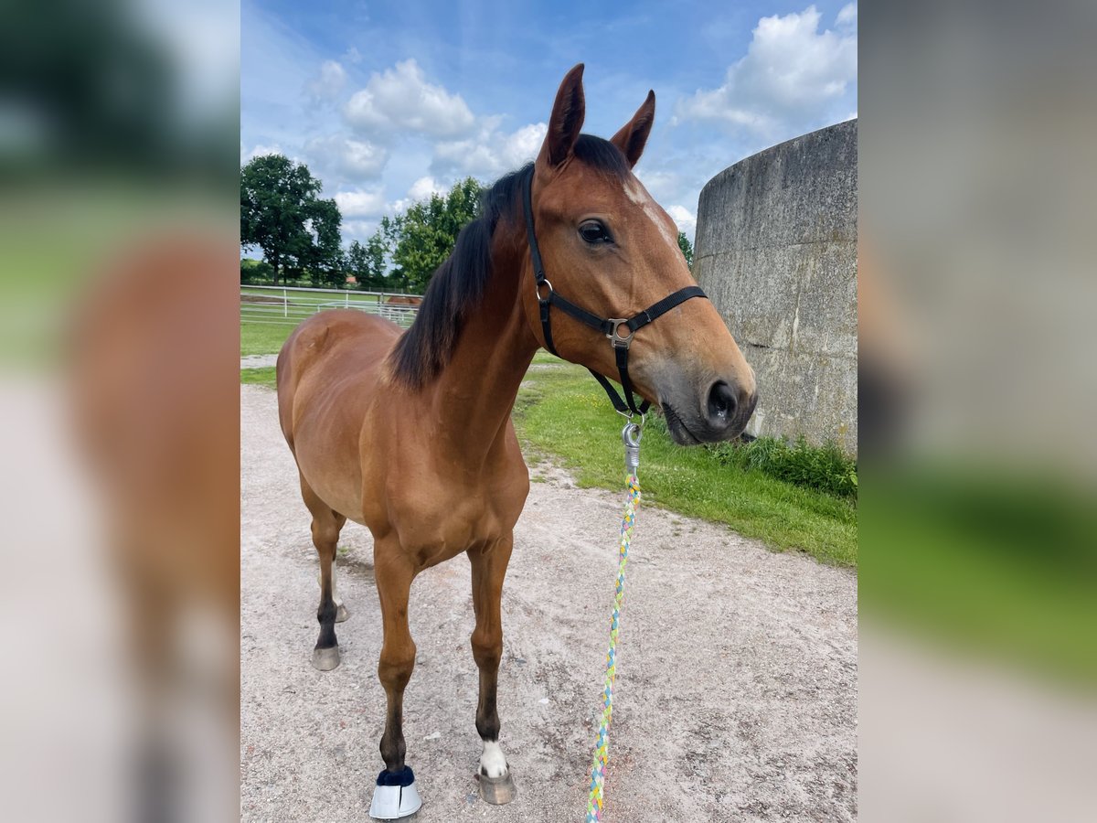 Hannoveraner Stute 1 Jahr 150 cm Brauner in Gifhorn