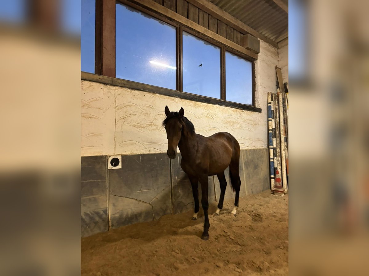 Hannoveraner Stute 1 Jahr 163 cm Brauner in Heidenrod