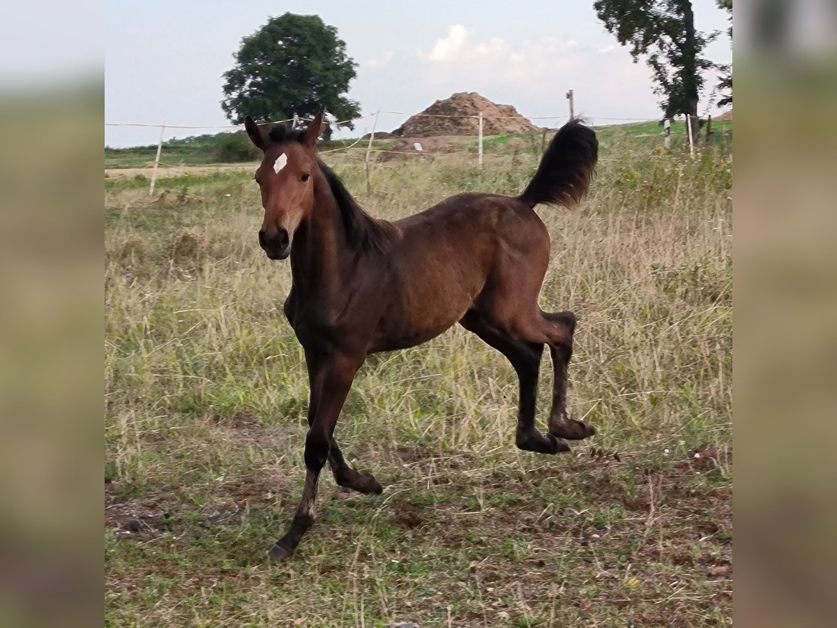 Hannoveraner Stute 1 Jahr 168 cm Brauner in Mansfeld