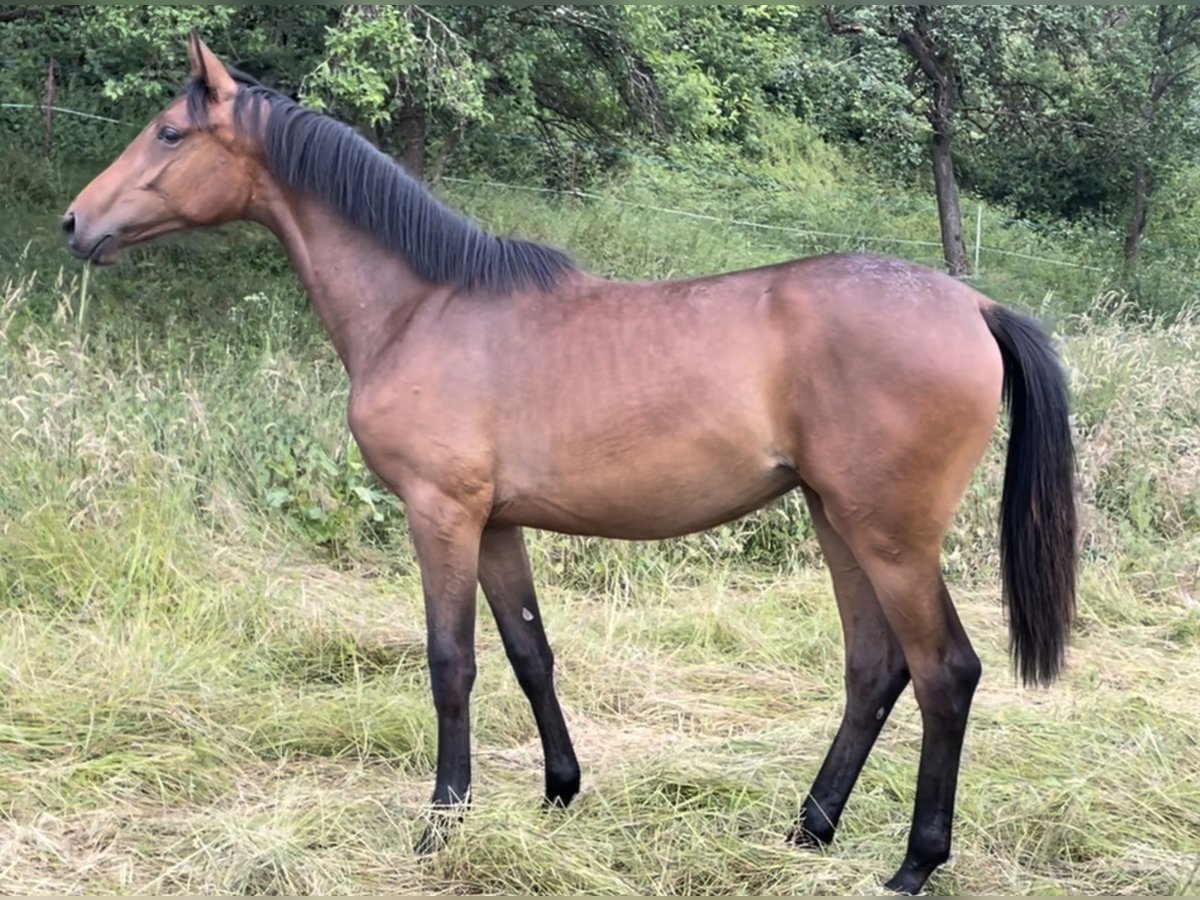 Hannoveraner Stute 1 Jahr 168 cm Brauner in Münchhausen