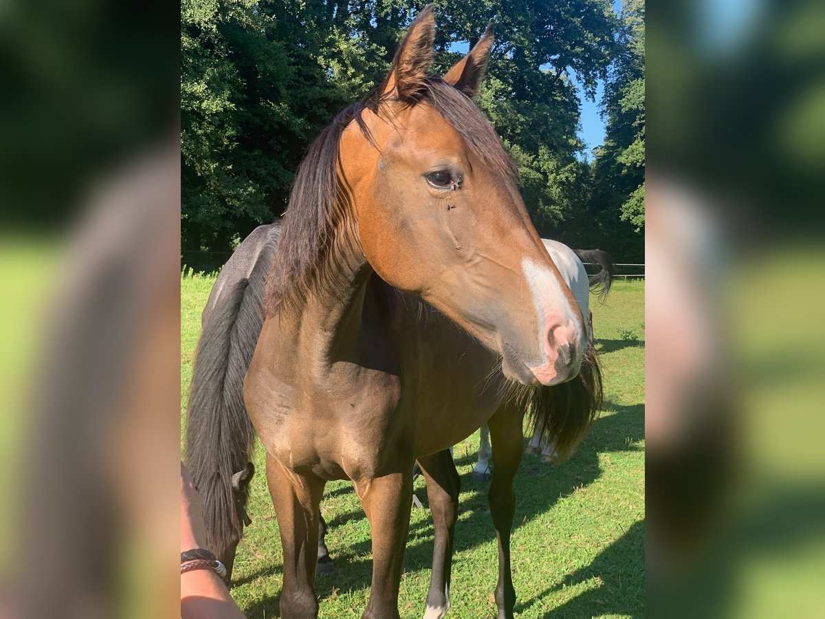 Hannoveraner Stute 1 Jahr 168 cm Dunkelbrauner in Verl