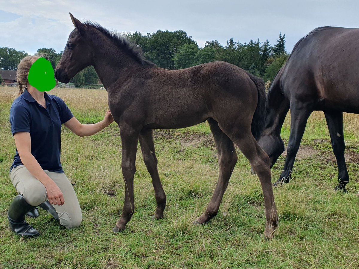 Hannoveraner Stute 1 Jahr 168 cm Rappe in Celle