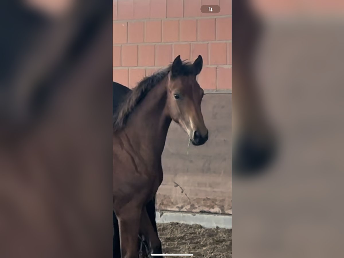 Hannoveraner Stute 1 Jahr 170 cm Brauner in Langwedel